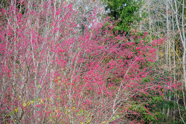 Bagas vermelhas em ramos nus de árvores de outono — Fotografia de Stock