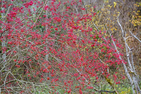 Bayas rojas en ramas desnudas de árboles de otoño — Foto de Stock