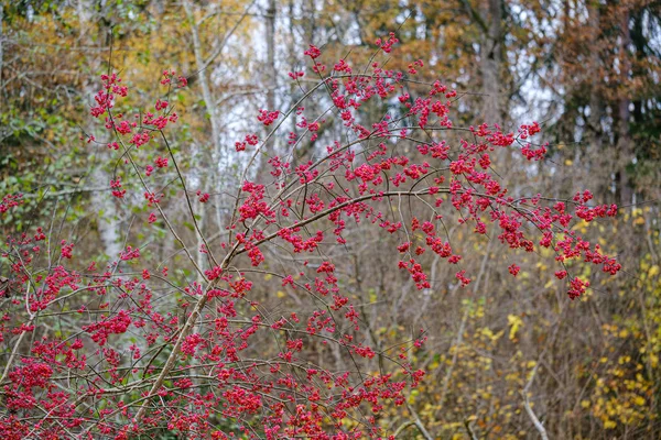 Vörös bogyók a csupasz őszi faágakban — Stock Fotó
