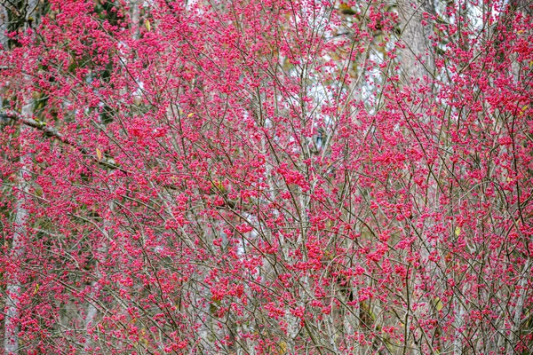 Czerwone jagody w nagie jesienne gałęzie drzew — Zdjęcie stockowe