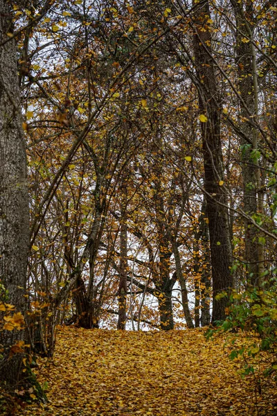 Alberi nudi in autunno foresta woth alcune foglie di arancio a sinistra — Foto Stock