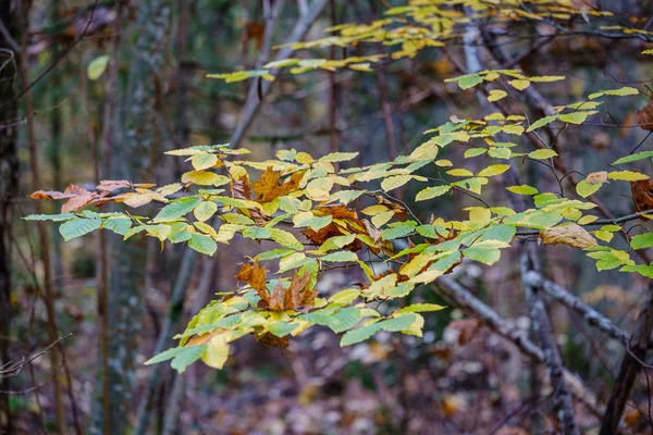 Апельсинове осіннє дерево листя на гілках в кущах — стокове фото