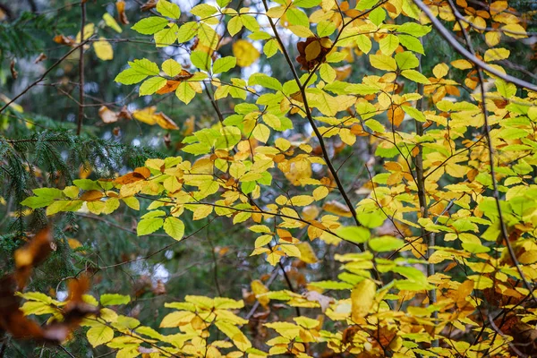 주황 나무숲에 있는 나뭇가지에 잎 이 나와 있다 — 스톡 사진