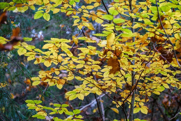 Апельсинове осіннє дерево листя на гілках в кущах — стокове фото