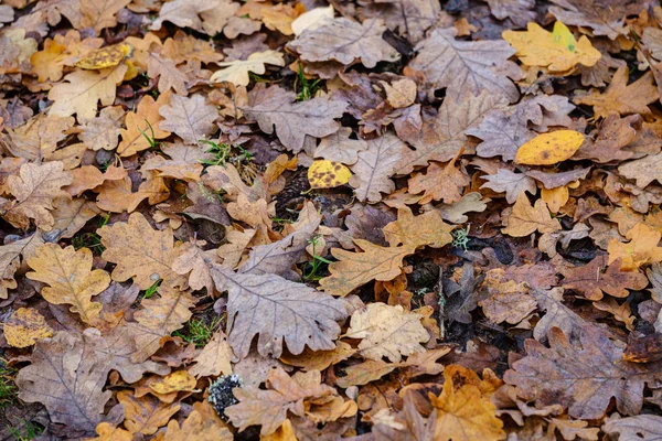 Ciemnobrązowe jesienne liście drzew na ziemi — Zdjęcie stockowe