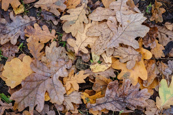Hojas de árboles otoñales de color marrón oscuro en el suelo — Foto de Stock