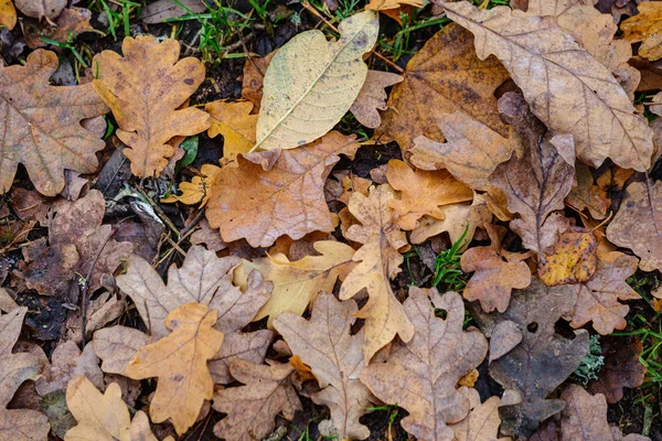 Темно-коричневые осенние листья деревьев на земле — стоковое фото