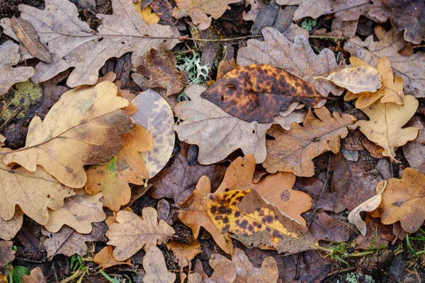 Dunkelbraune Herbstbaumblätter auf dem Boden — Stockfoto