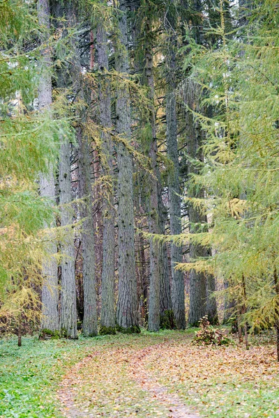 Platteland weg in de herfst — Stockfoto