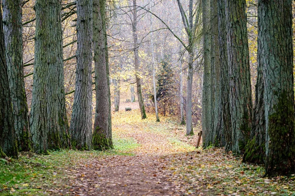 Árboles desnudos en el bosque de otoño con algunas hojas de color naranja izquierda — Foto de Stock