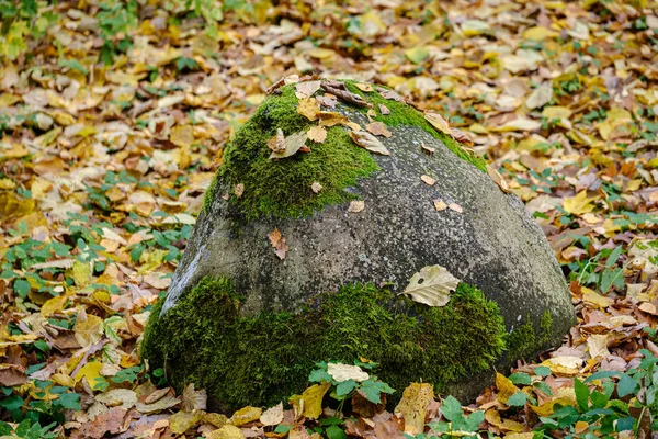 Podzimní barevné listí stromu na velké skále v lese — Stock fotografie