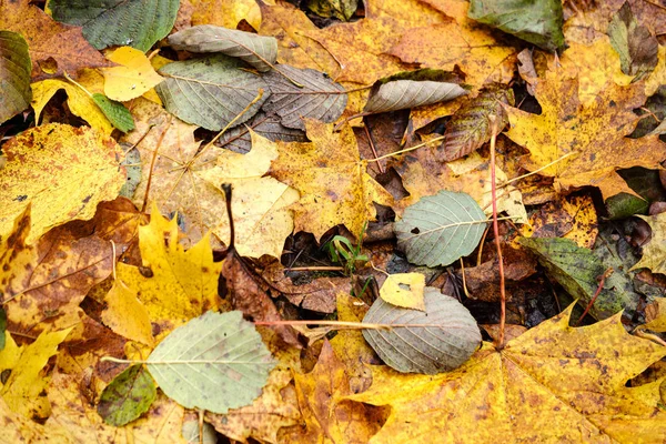 Orangefarbene Herbstblätter auf dem Boden — Stockfoto