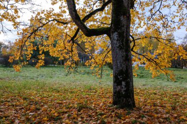 kaotik yemyeşil orman detayı eski ve yeni ahşabın soyut dokusu 