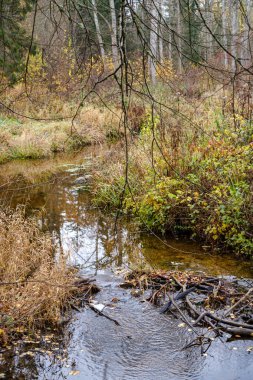 Kırsal kesimde su yansıtmalı küçük orman gölü.