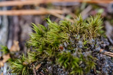 kaotik yemyeşil orman detayı eski ve yeni ahşabın soyut dokusu 