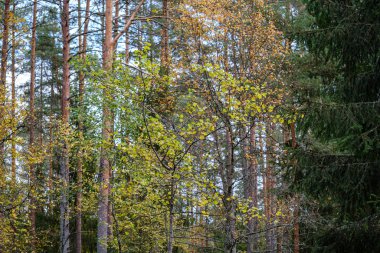 kaotik yemyeşil orman detayı eski ve yeni ahşabın soyut dokusu 