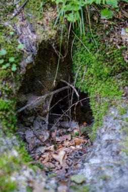 kaotik yemyeşil orman detayı eski ve yeni ahşabın soyut dokusu 