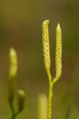 Arkaplan ağacı ıslak sonbaharda yapraklarını bulanıklaştırır. Yeşillik ayrıntıları