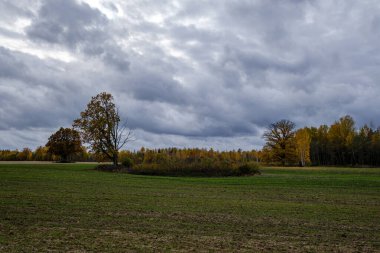 kaotik yemyeşil orman detayı eski ve yeni ahşabın soyut dokusu 