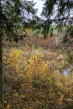 Kırsal kesimde su yansıtmalı küçük orman gölü.