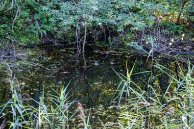 Islak sonbahar gününde doğal malzemelerin soyut dokusu