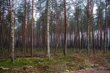 kaotik yemyeşil orman detayı eski ve yeni ahşabın soyut dokusu 