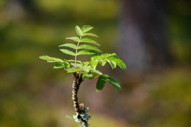 Arkaplan ağacı ıslak sonbaharda yapraklarını bulanıklaştırır. Yeşillik ayrıntıları