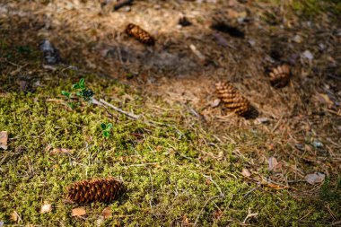 Islak sonbahar gününde doğal malzemelerin soyut dokusu