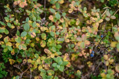 Arkaplan ağacı ıslak sonbaharda yapraklarını bulanıklaştırır. Yeşillik ayrıntıları