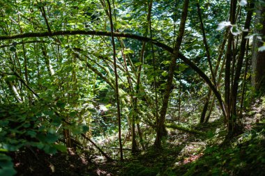 kaotik yemyeşil orman detayı eski ve yeni ahşabın soyut dokusu 