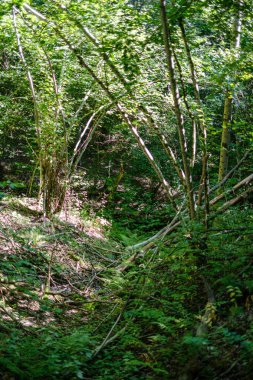 kaotik yemyeşil orman detayı eski ve yeni ahşabın soyut dokusu 