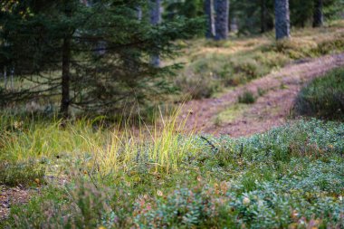 Islak sonbahar ormanlarında mantar topluyorum.