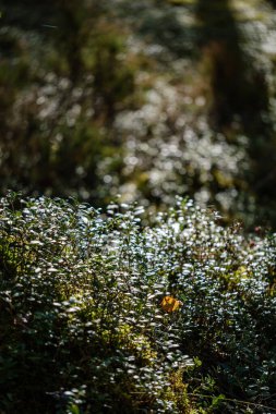 Islak sonbahar gününde doğal malzemelerin soyut dokusu