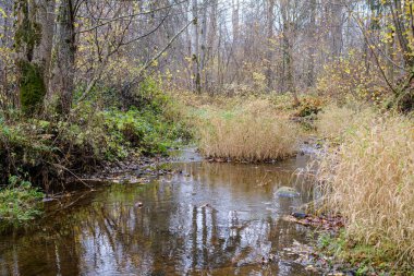 Kırsal kesimde su yansıtmalı küçük orman gölü.