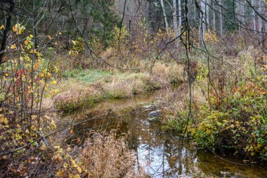 Kırsal kesimde su yansıtmalı küçük orman gölü.