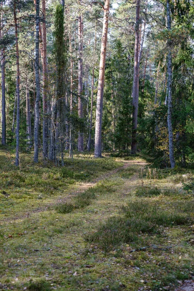 Exuberante bosque caótico detalle textura abstracta de madera vieja y nueva — Foto de Stock