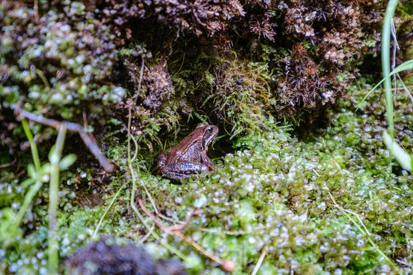 Chaotické svěží les detail abstraktní textury starého a nového dřeva — Stock fotografie