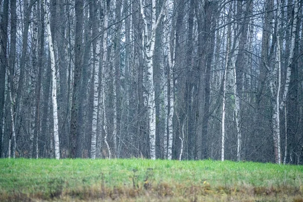 Kaotik yemyeşil orman detayı eski ve yeni ahşabın soyut dokusu — Stok fotoğraf