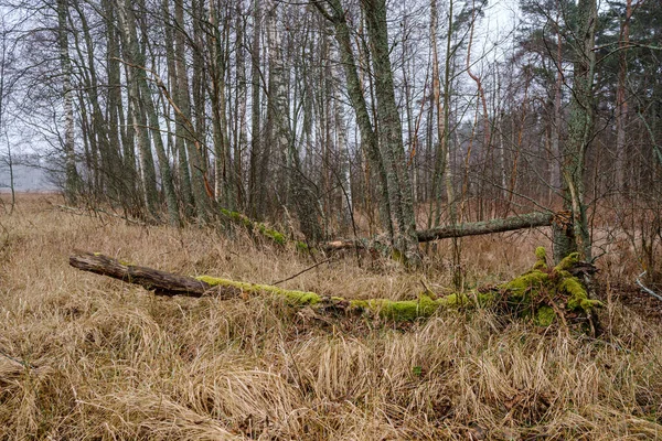 Detalhe exuberante floresta caótica textura abstrata de madeira velha e nova — Fotografia de Stock