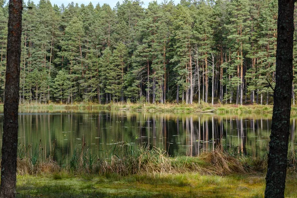 Klein bosmeer op het platteland met waterreflecties — Stockfoto