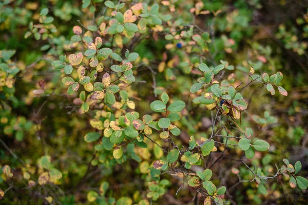 Arkaplan ağacı ıslak sonbaharda yapraklarını bulanıklaştırır. Yeşillik ayrıntıları — Stok fotoğraf