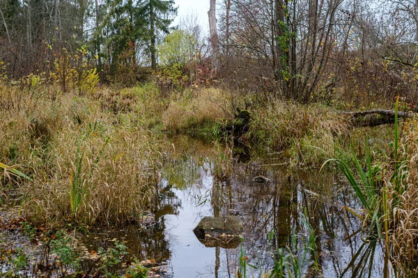 Malé lesní jezero na venkově s odrazy vody — Stock fotografie