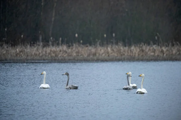 Bandada de cisnes nadando en el lago antes de salir hacia el sur — Foto de Stock