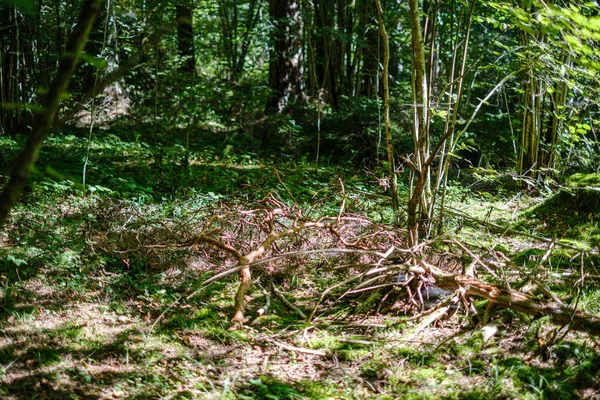 Chaotische üppige Walddetails abstrakte Textur aus altem und neuem Holz — Stockfoto