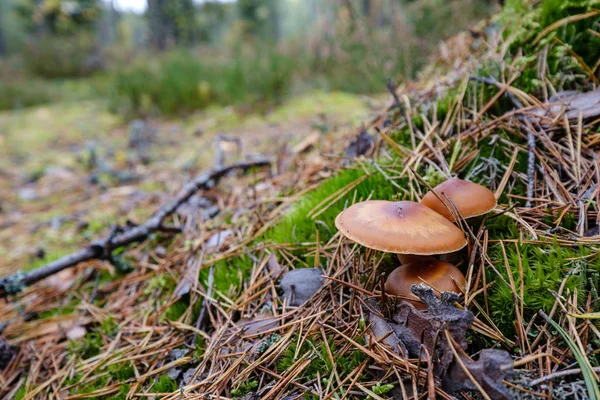 Cueillette de champignons dans la forêt humide d'automne — Photo