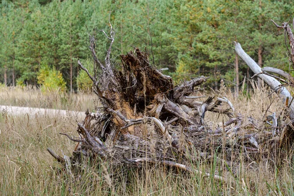 Starý strom dupot v lese — Stock fotografie