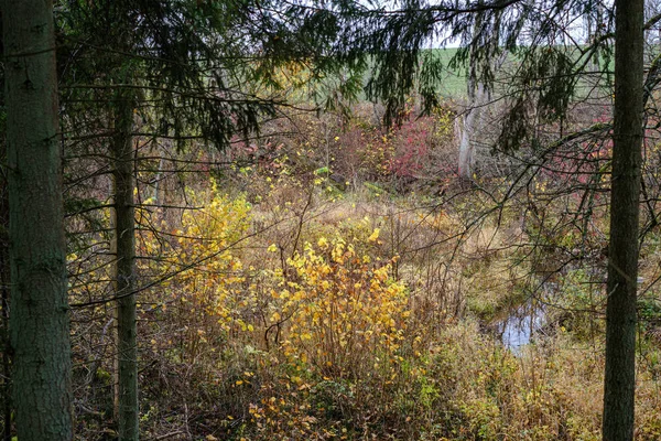 Liten skogssjö på landet med vattenreflektioner — Stockfoto