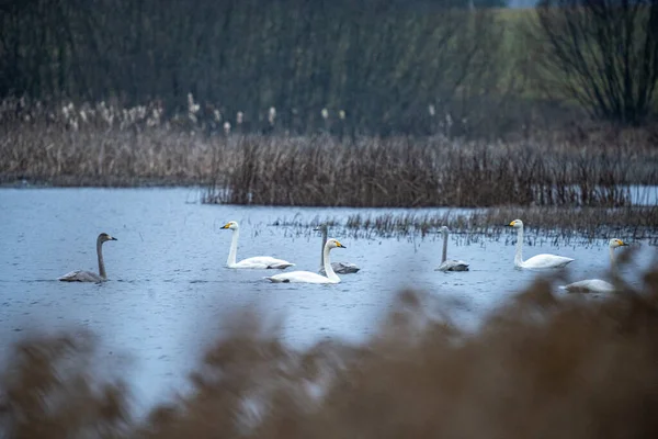 Bandada de cisnes nadando en el lago antes de salir hacia el sur — Foto de Stock