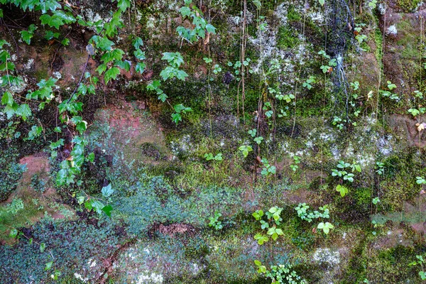 Exuberante bosque caótico detalle textura abstracta de madera vieja y nueva —  Fotos de Stock