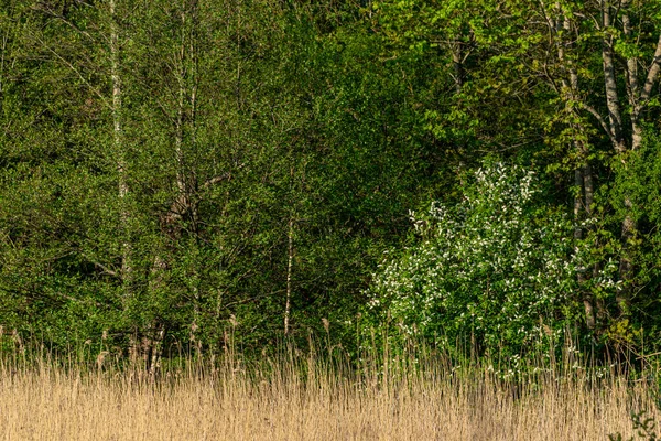 Dettaglio foresta lussureggiante caotico texture astratta di legno vecchio e nuovo — Foto Stock